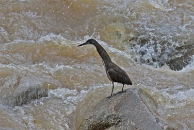 Fasciated Tiger-Heron