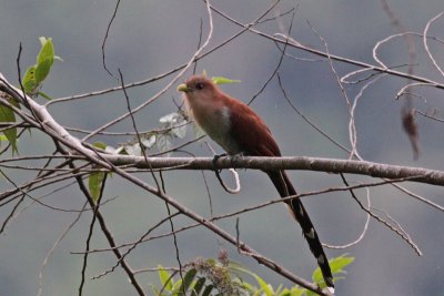 Squirrel Cuckoo