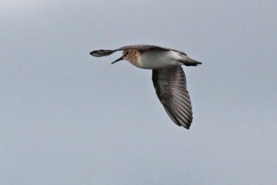 Baird's Sandpiper