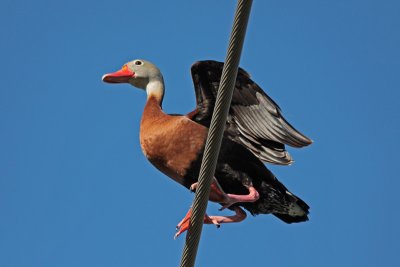 Black-bellied Whistling-duck