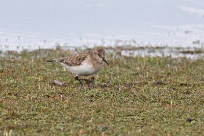 Baird's Sandpiper