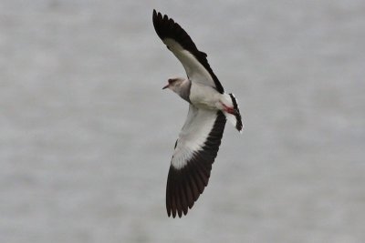 Andean Lapwing