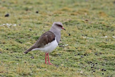 Andean Lapwing