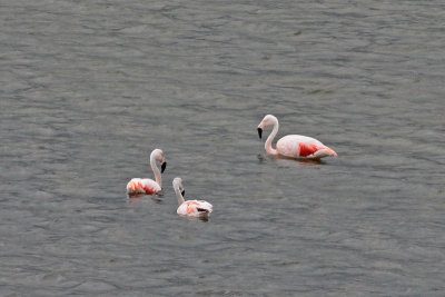 Chilean Flamingos