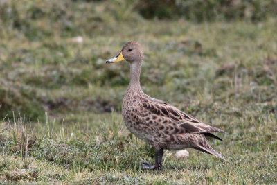 Yellow-billed Pintail