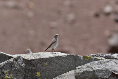 Cinereous Ground-tyrant