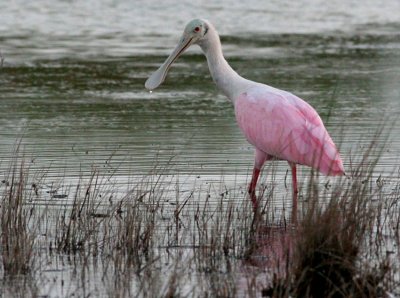 Roseate Spoonbill