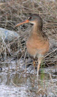 Clapper rail