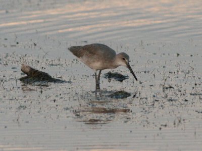 Willet