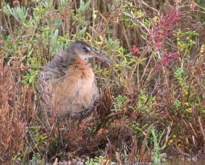 Clapper rail
