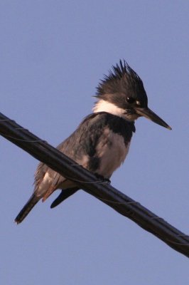 Belted Kingfisher