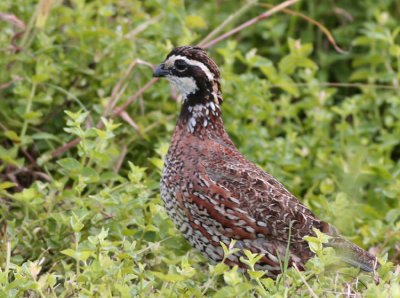 Northern Bobwhite