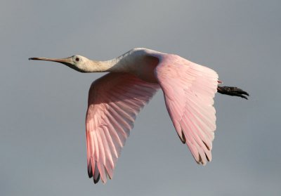 Roseate Spoonbill