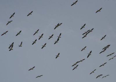 American White Pelicans migrating