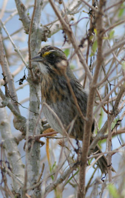 Seaside sparrow