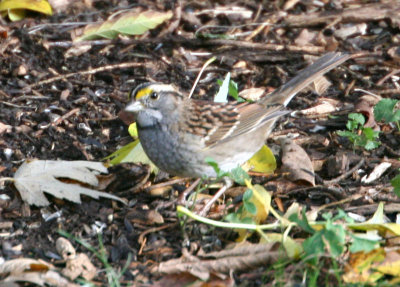 Juvenile white-throated sparrow