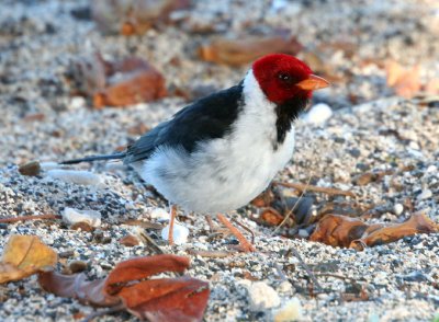 Yellow-billed cardinal