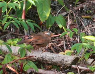 Hwamei (Melodious Laughing-thrush)