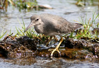 Wandering tattler (`Ulili)