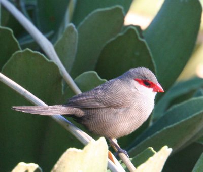 Common Waxbill