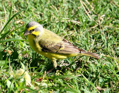 Yellow-fronted canary