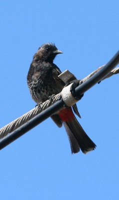 Red-vented bulbul