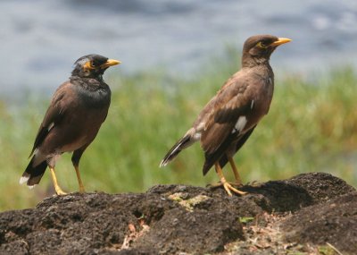 Common myna