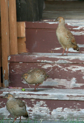 Gray Francolin