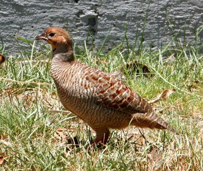 Gray Francolin