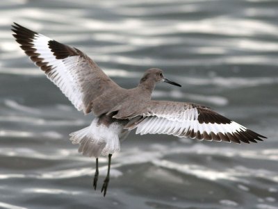 Willet