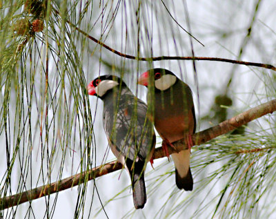 Java sparrows