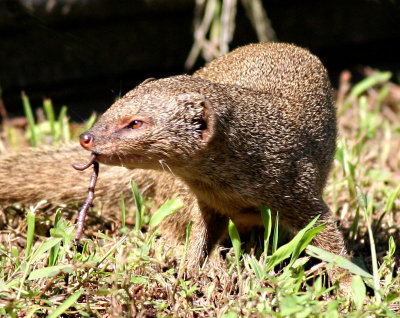 Mongoose with worm