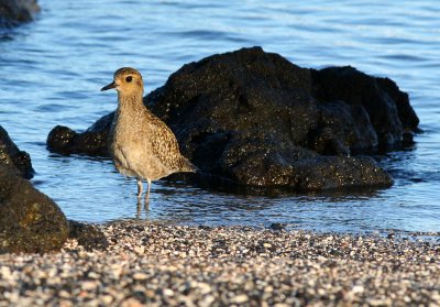 Kolea (Pacific Golden-Plover)