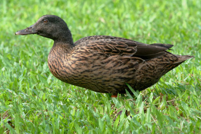 Koloa (Hawaiian duck)