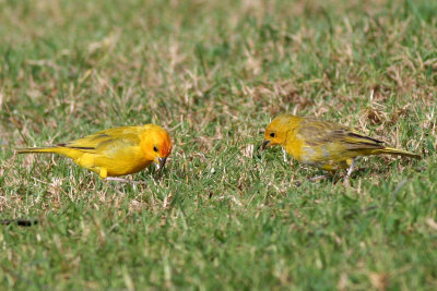 Saffron Finches