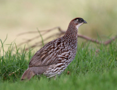 Erckel's Francolin