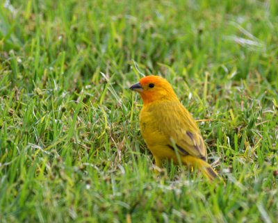 Saffron Finch