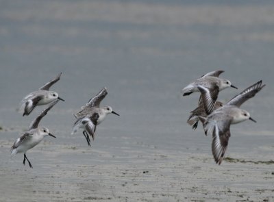 Sanderlings landing