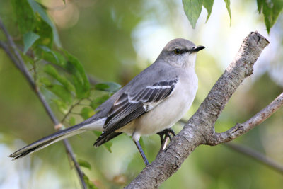 Northern mockingbird