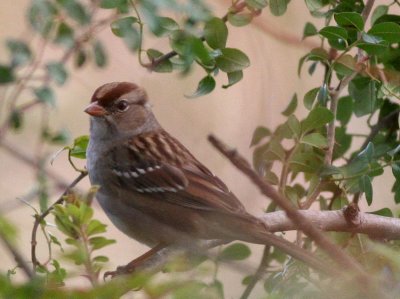 White-crowned sparrow