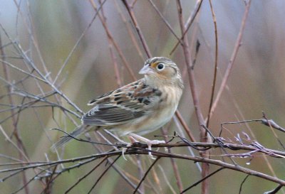 Grasshopper sparrow