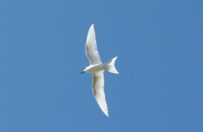 Manu o Ku (White Tern)