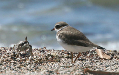 Semi-palmated plover and friend