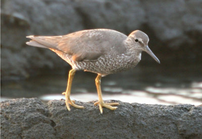 `Ulili (Wandering Tattler)