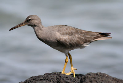 `Ulili (Wandering Tattler)