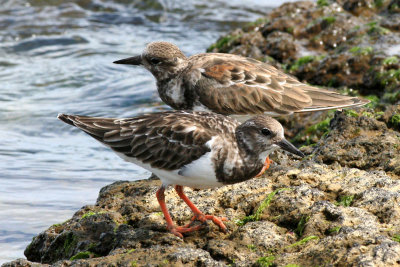 `Akekeke (Ruddy Turnstone)