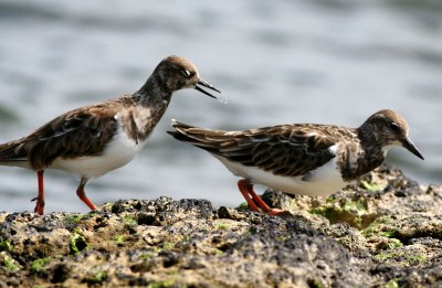 `Akekeke (Ruddy Turnstone)