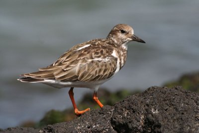 `Akekeke (Ruddy Turnstone)