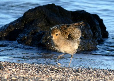 Kolea (Pacific Golden-Plover)