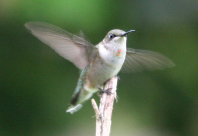 Ruby-throated Hummingbird (Imm. male)